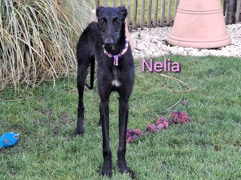 Nelia geb. 02/2025 (in Deutschland) -  neugieriges, verspieltes und fröhliches Galgo Mädchen!