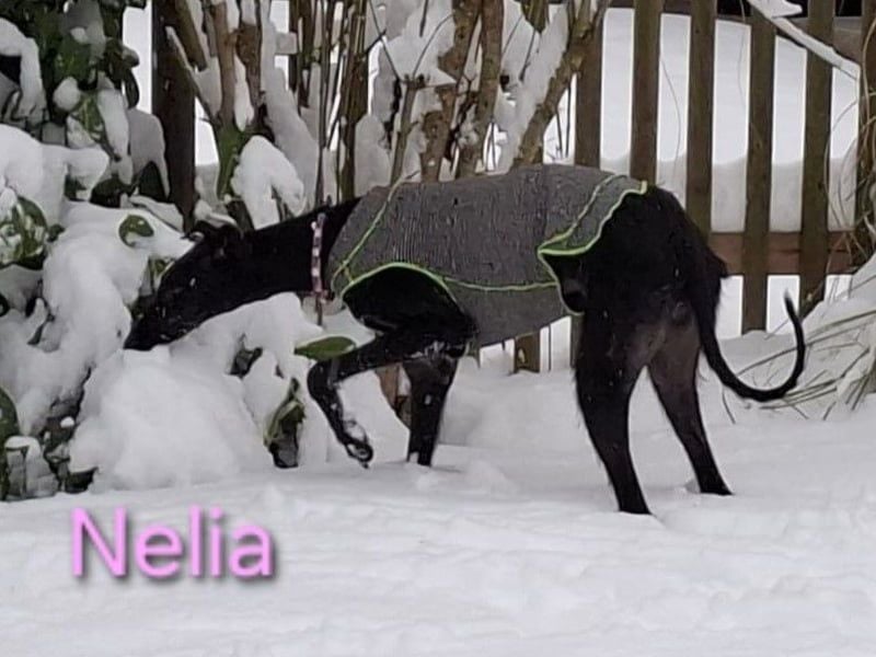 Nelia geb. 02/2025 (in Deutschland) -  neugieriges, verspieltes und fröhliches Galgo Mädchen!