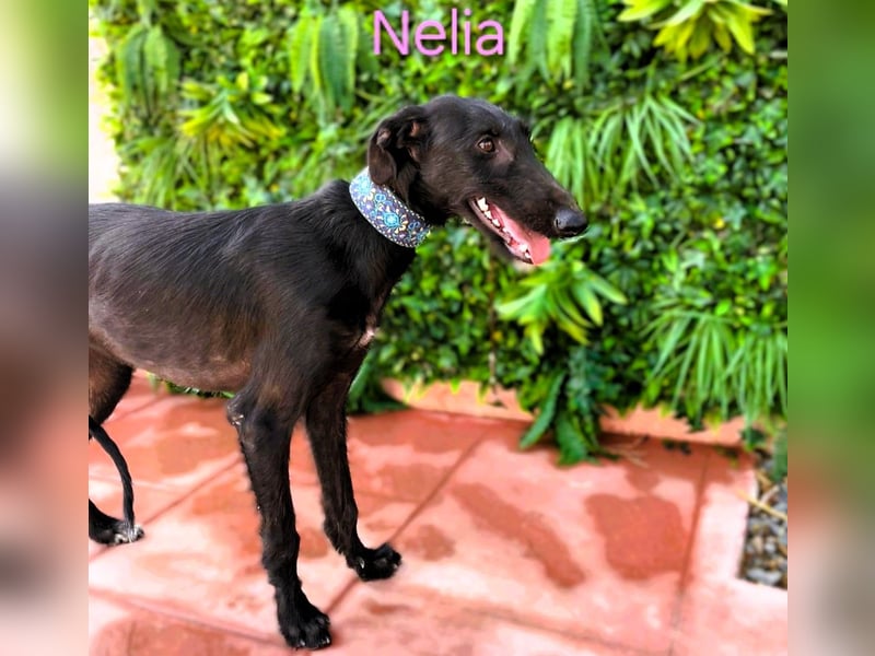 Nelia geb. 02/2025 (in Deutschland) -  neugieriges, verspieltes und fröhliches Galgo Mädchen!
