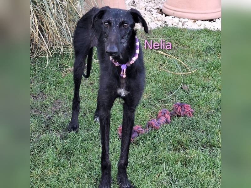 Nelia geb. 02/2025 (in Deutschland) -  neugieriges, verspieltes und fröhliches Galgo Mädchen!