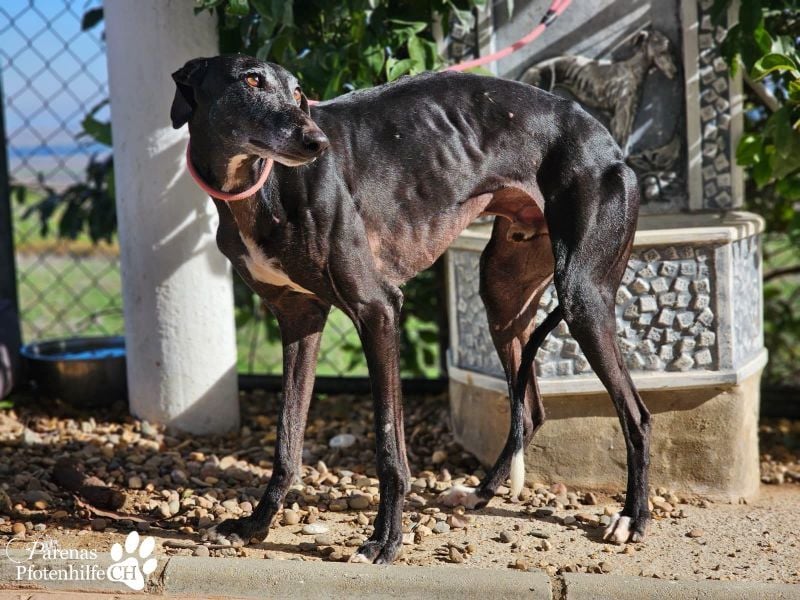 Kazar ist freundlich und verspielt, anfangs unterwürfig