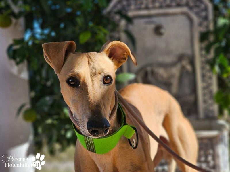 Ken ist freundlich, eher ruhig, braucht anfangs Zeit