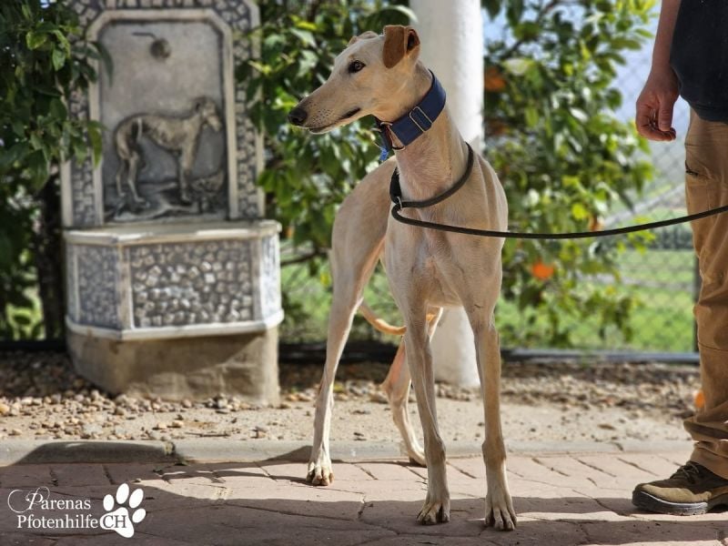 Lulea ist fröhlich und verschmust, braucht anfangs Zeit