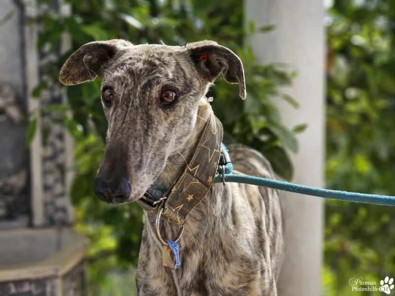 Manfred ist ein fröhlicher Galgo, anfangs schüchtern