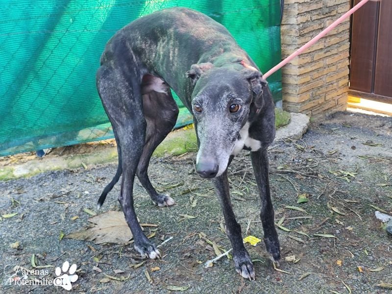 Luigi ist ein Schatz, anfangs etwas schüchtern, öffnet sich aber schnell