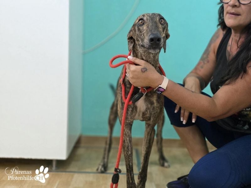 Valais ist ein offener Galgo, verschmust, menschenbezogen, unkompliziert