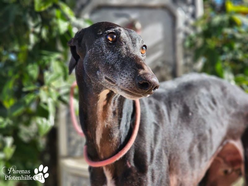 Kazar ist freundlich und verspielt, anfangs unterwürfig