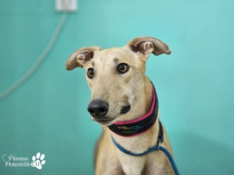 Tarugo ist ein freundlicher, aufgeschlossener Galgo