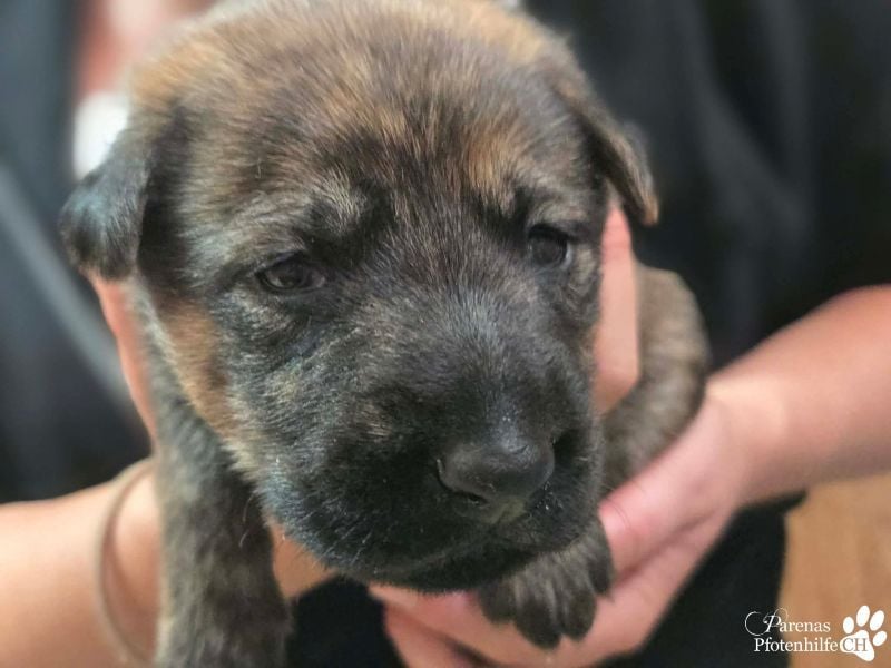 Perla ist neugierig, verspielt, verschmust und einfach zum Verlieben