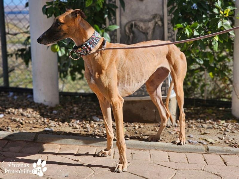 Kanoa ist eine wunderschöne Galga, anfangs ist sie unsicher