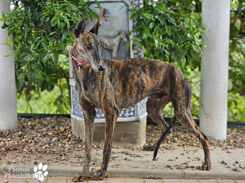 Magnus hat ein ruhiges, schüchternes Wesen