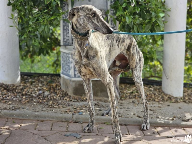 Manfred ist ein fröhlicher Galgo, anfangs schüchtern