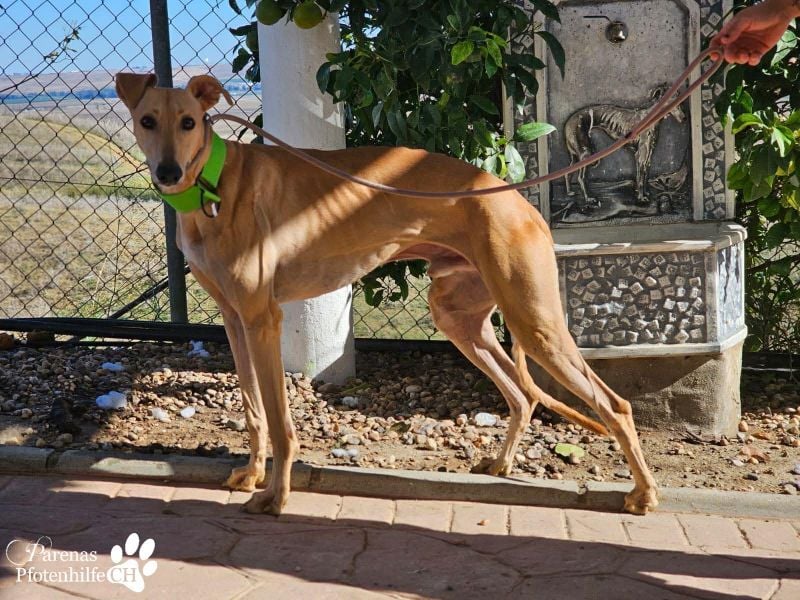 Ken ist freundlich, eher ruhig, braucht anfangs Zeit