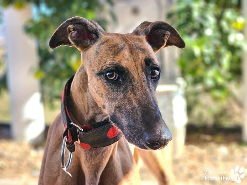 Kiki ist fröhlich und verspielt, anfangs schüchtern