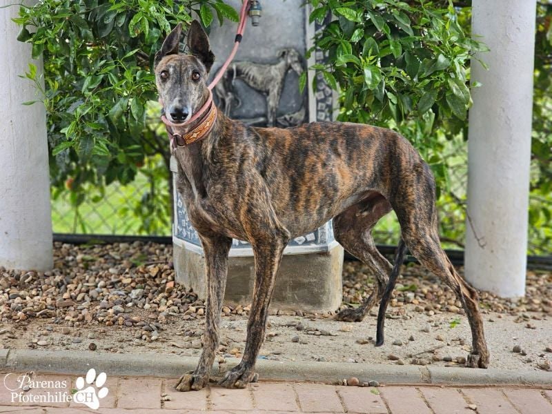 Magnus hat ein ruhiges, schüchternes Wesen