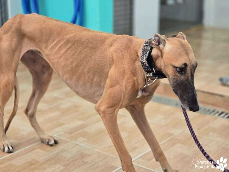 Kanoa ist jung,  verschmust, anfangs etwas zurückhaltend