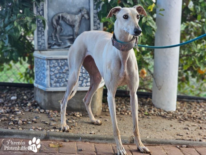 Lea ist fröhlich und hat eine tolle Ausstrahlung , braucht anfangs Zeit