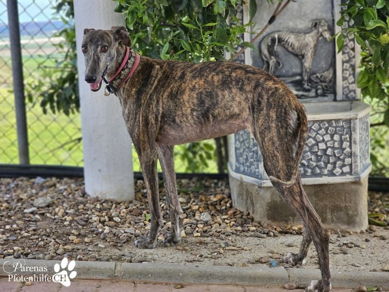 Merida ist sehr verschmust und fröhlich, braucht anfangs  Zeit