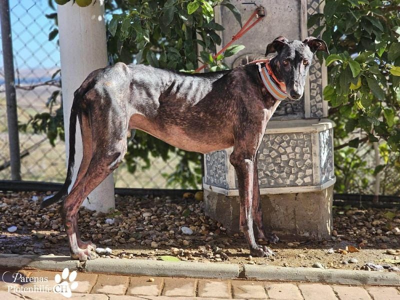 Kazim ist fröhlich, verschmust, ruhig und ausgeglichen