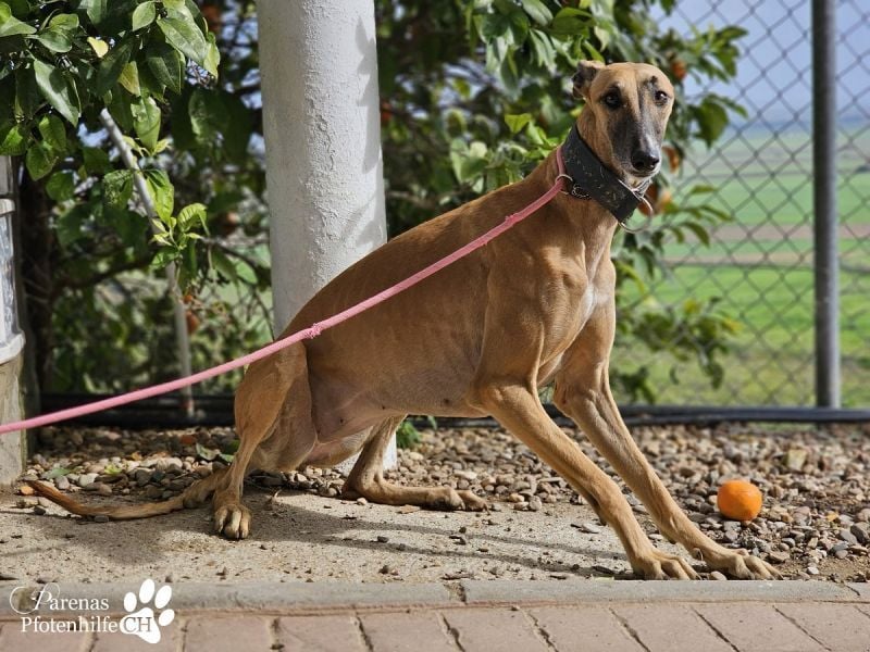 Kanoa ist eine wunderschöne Galga, anfangs ist sie unsicher