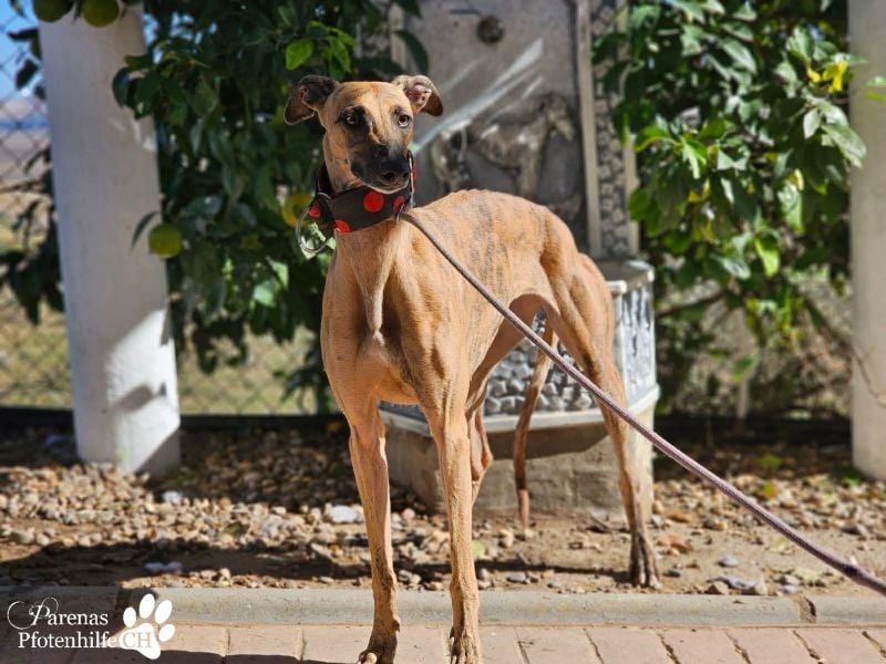 Kiki ist fröhlich und verspielt, anfangs schüchtern