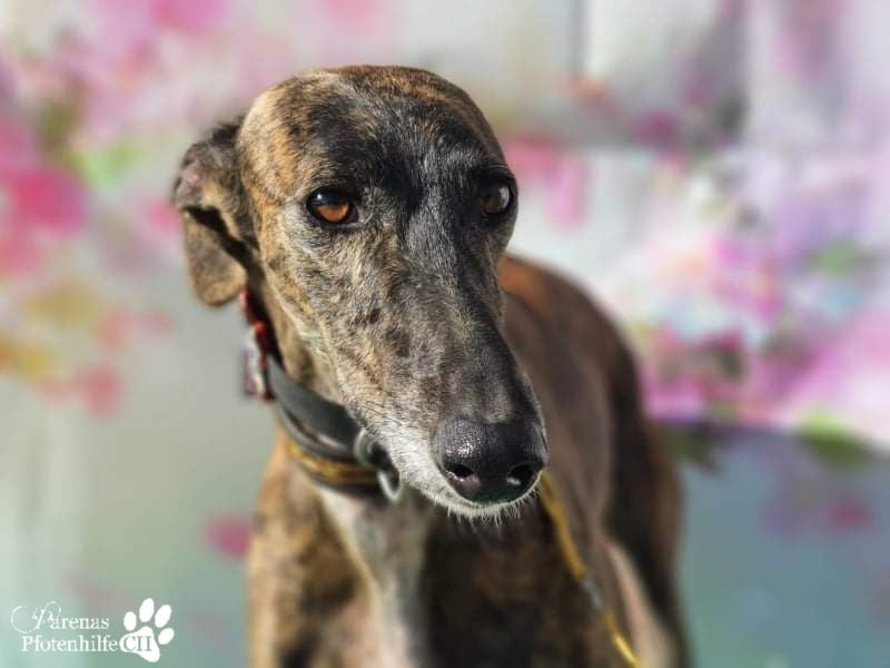 Holidays ist bereits in Deutschland