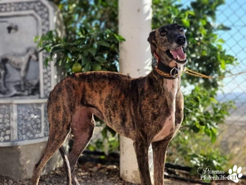 Holidays ist bereits in Deutschland