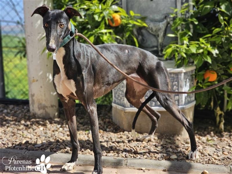 Nebula ist noch zurückhaltend und schüchtern