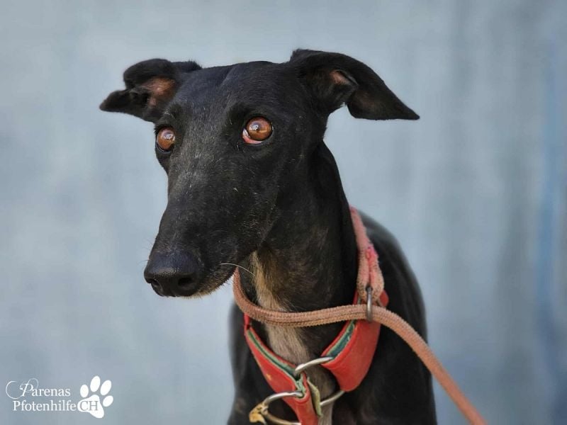 Huelva, bereits auf PS in Deutschland (Raum Darmstadt)