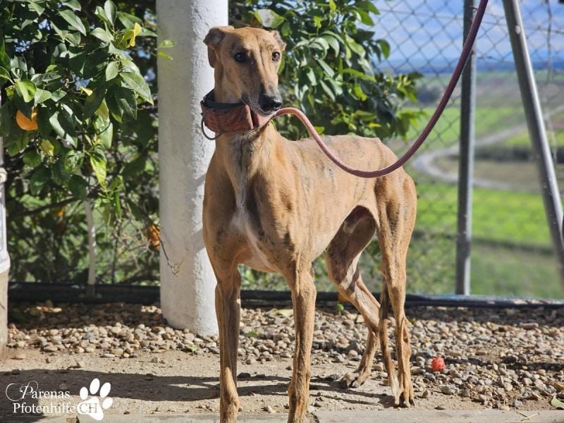 Lancelot ist ein sanfter Galgorüde