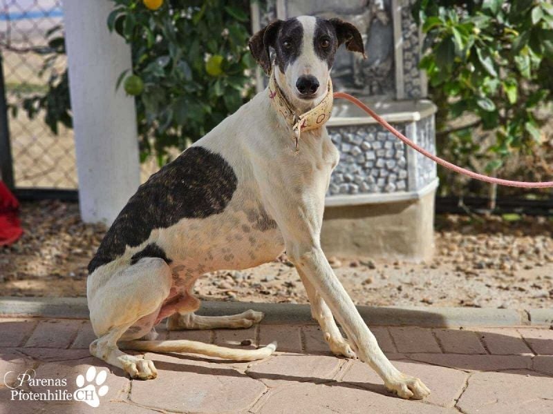 Jamal ist fröhlich und menschenbezogen, anfangs unterwürfig