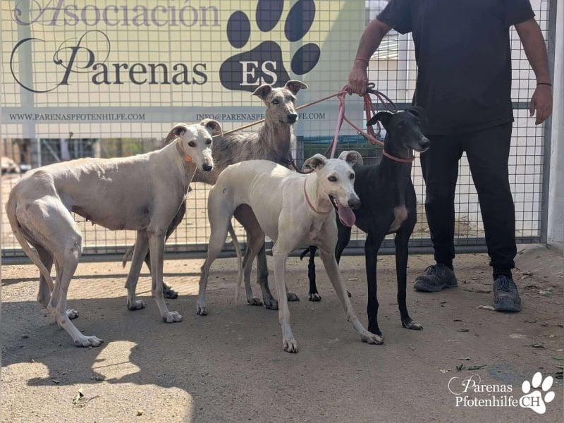 Jana ist derzeit noch schüchtern und unsicher