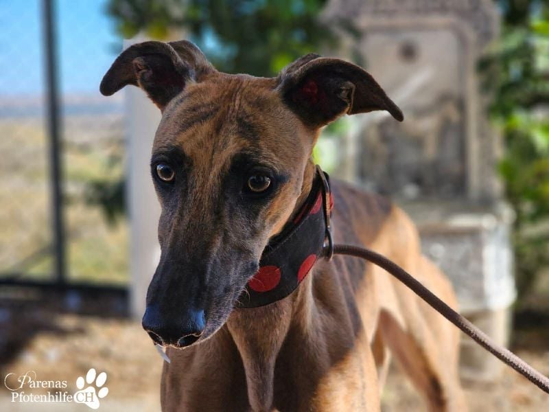 Kiki ist fröhlich und verspielt, anfangs schüchtern