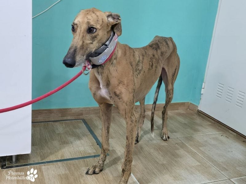 Lancelot ist ein sanfter Galgorüde