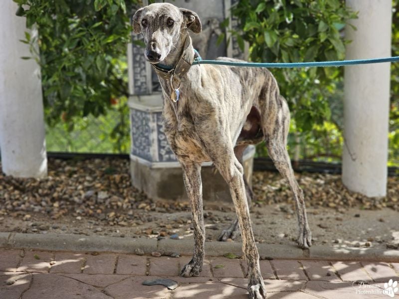 Manfred ist ein fröhlicher Galgo, anfangs schüchtern