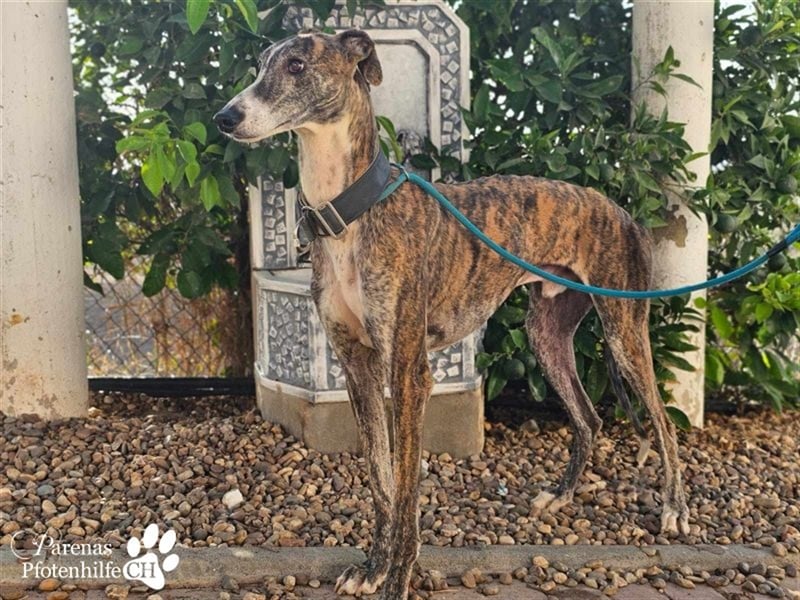 Escorpio ist fröhlich und ausgeglichen, braucht am Anfang aber Zeit