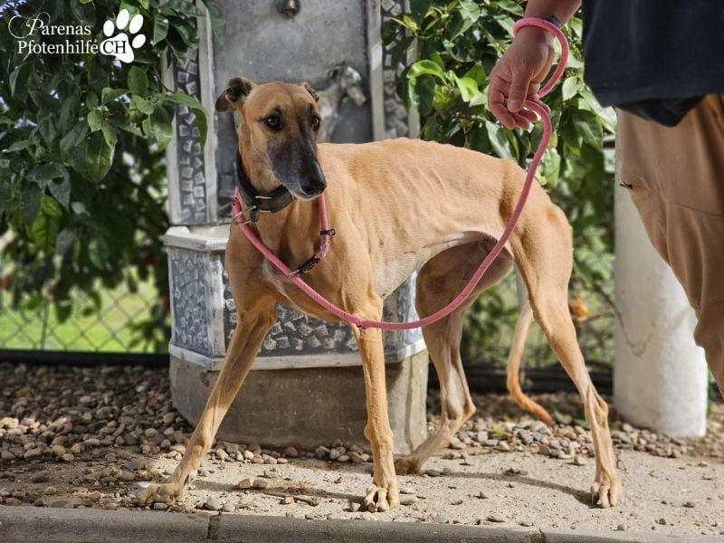 Kanoa ist eine wunderschöne Galga, anfangs ist sie unsicher