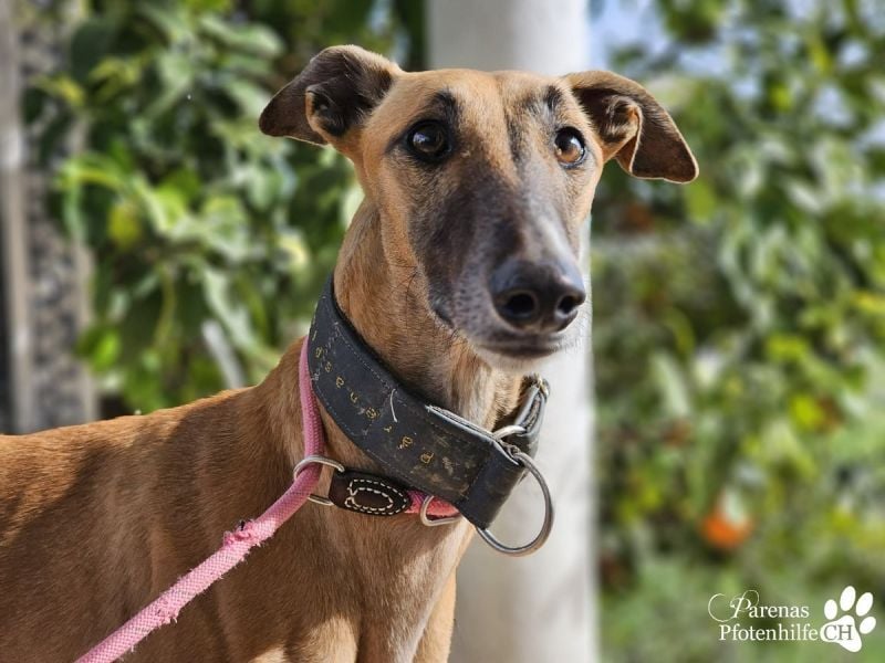 Kanoa ist eine wunderschöne Galga, anfangs ist sie unsicher