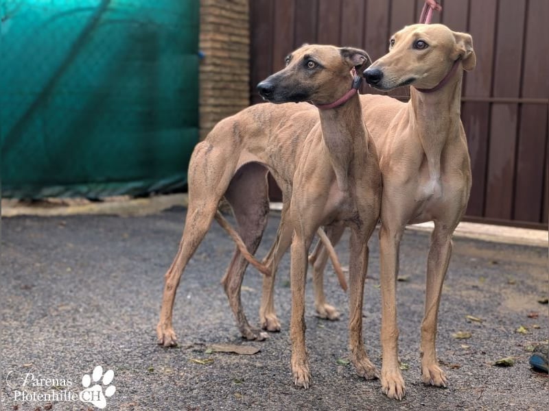 Kiki ist fröhlich und verspielt, anfangs schüchtern