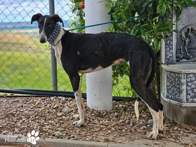 Madlen, wunderschön, sanftes Wesen, braucht anfangs etwas Zeit