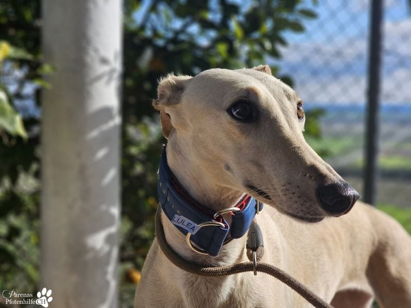 Lulea ist fröhlich und verschmust, braucht anfangs Zeit