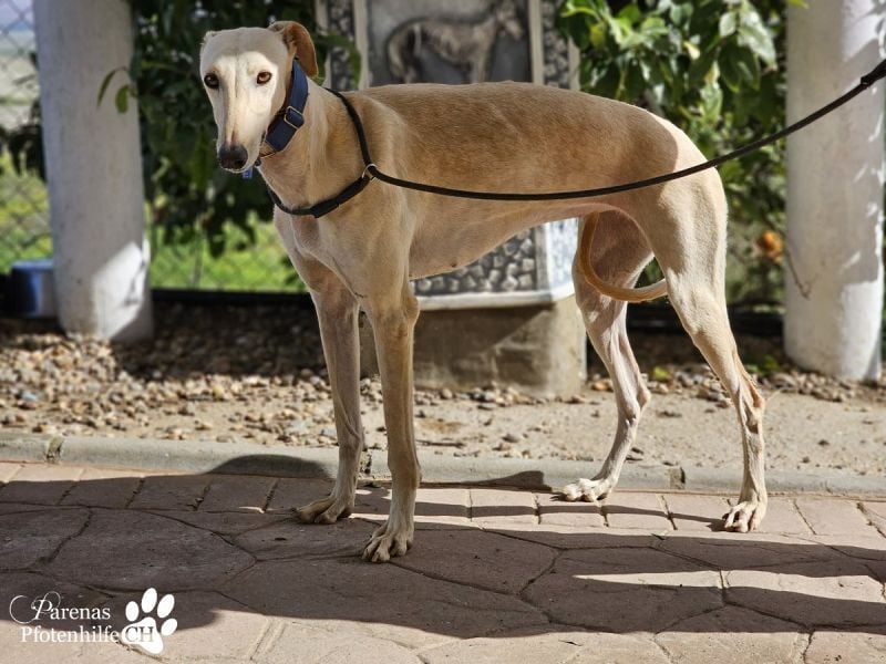 Lulea ist fröhlich und verschmust, braucht anfangs Zeit