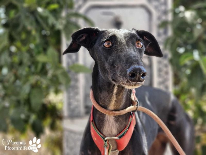 Huelva, bereits auf PS in Deutschland (Raum Darmstadt)