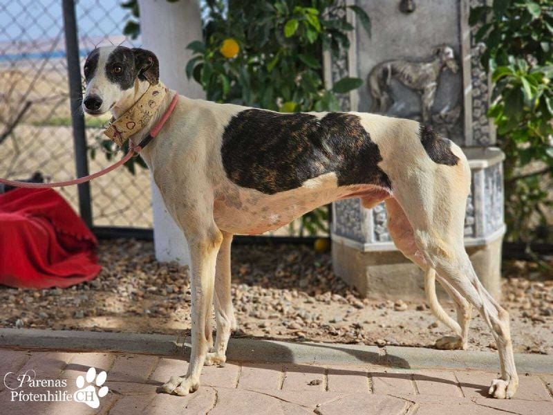 Jamal ist fröhlich und menschenbezogen, anfangs unterwürfig