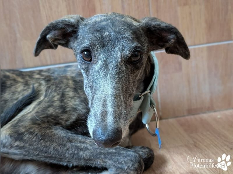 Lambada braucht Zeit und Geduld