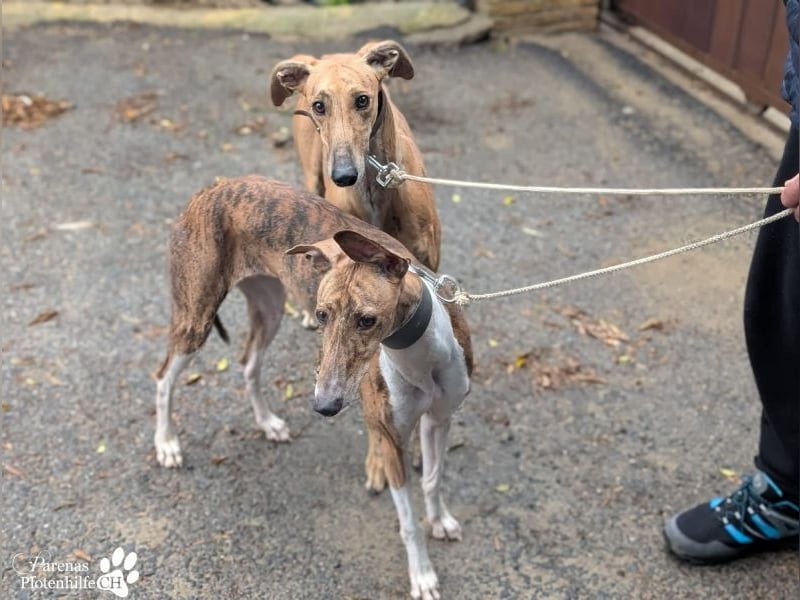 Lancelot ist ein sanfter Galgorüde