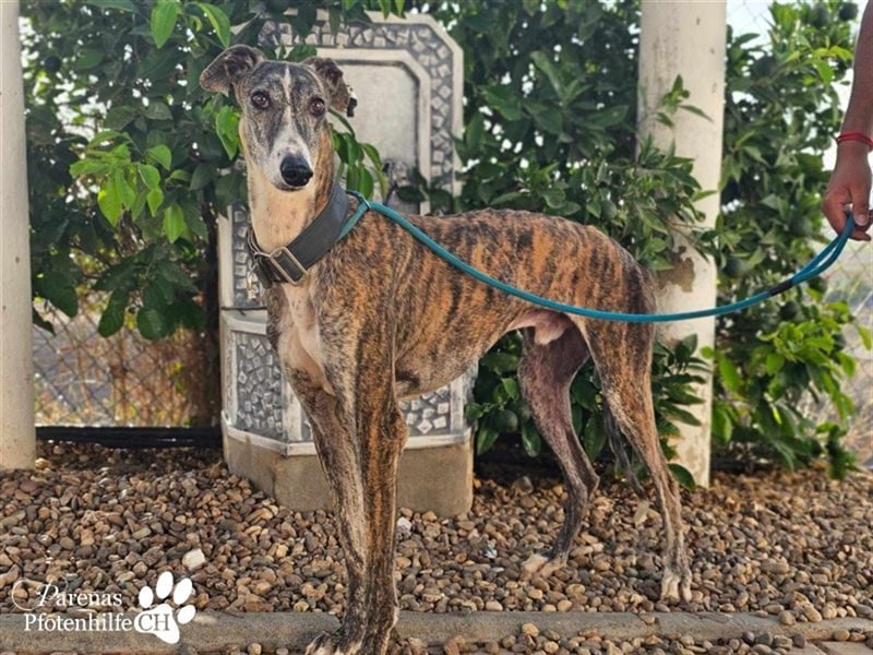 Escorpio ist fröhlich und ausgeglichen, braucht am Anfang aber Zeit