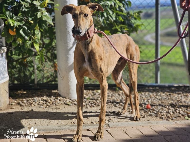 Lancelot ist ein sanfter Galgorüde