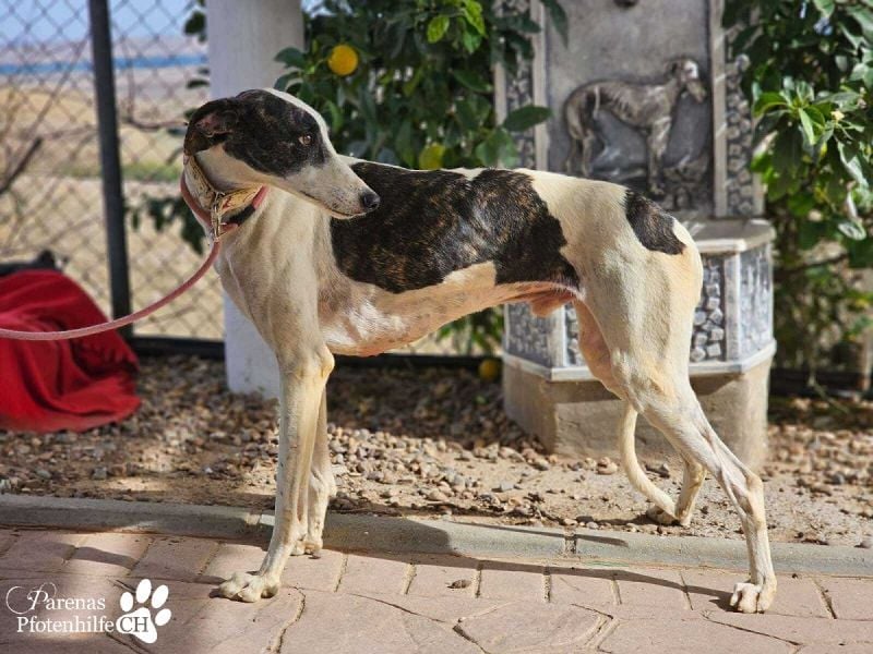 Jamal ist fröhlich und menschenbezogen, anfangs unterwürfig