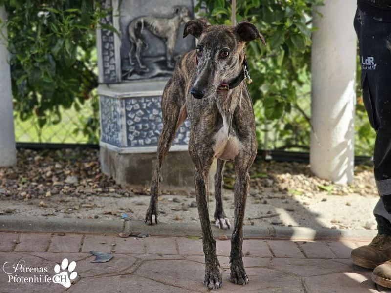 Merida ist sehr verschmust und fröhlich, braucht anfangs  Zeit
